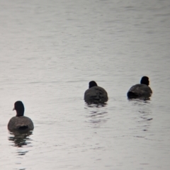 Fulica atra at Ballarat Central, VIC - 10 Dec 2023 08:53 AM