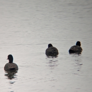 Fulica atra at Ballarat Central, VIC - 10 Dec 2023