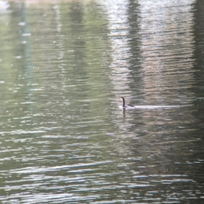 Microcarbo melanoleucos (Little Pied Cormorant) at Ballarat Central, VIC - 10 Dec 2023 by Darcy