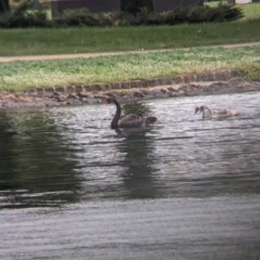 Cygnus atratus (Black Swan) at Ballarat Central, VIC - 10 Dec 2023 by Darcy