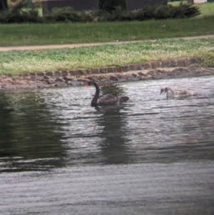 Cygnus atratus at Ballarat Central, VIC - 10 Dec 2023 08:54 AM