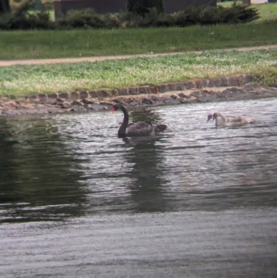 Cygnus atratus (Black Swan) at Ballarat Central, VIC - 10 Dec 2023 by Darcy