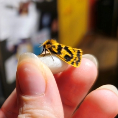 Ardices curvata (Crimson Tiger Moth) at QPRC LGA - 11 Dec 2023 by Csteele4