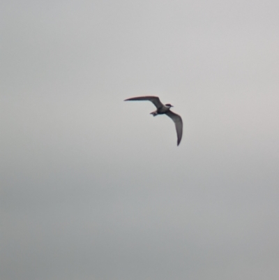 Chlidonias hybrida (Whiskered Tern) at Ballarat Central, VIC - 10 Dec 2023 by Darcy