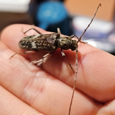 Phacodes obscurus (Longhorn Beetle) at Captains Flat, NSW - 11 Dec 2023 by Csteele4