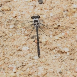 Argiolestidae (family) at Namadgi National Park - 11 Dec 2023