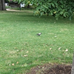 Gymnorhina tibicen (Australian Magpie) at Castlemaine, VIC - 10 Dec 2023 by Darcy