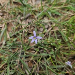 Isotoma fluviatilis subsp. australis at QPRC LGA - 11 Dec 2023