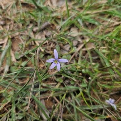 Isotoma fluviatilis subsp. australis (Swamp Isotome) at Captains Flat, NSW - 11 Dec 2023 by Csteele4