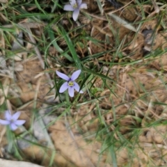 Isotoma fluviatilis subsp. australis at QPRC LGA - 11 Dec 2023 12:46 PM