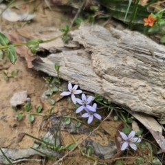 Isotoma fluviatilis subsp. australis at QPRC LGA - 11 Dec 2023 12:46 PM