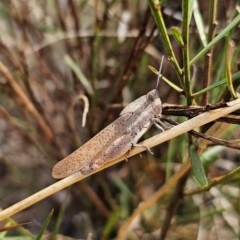 Goniaea australasiae (Gumleaf grasshopper) at Captains Flat, NSW - 11 Dec 2023 by Csteele4