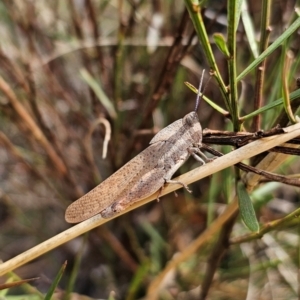 Goniaea australasiae at QPRC LGA - 11 Dec 2023 11:57 AM