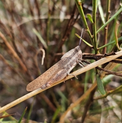Goniaea australasiae (Gumleaf grasshopper) at Captains Flat, NSW - 11 Dec 2023 by Csteele4