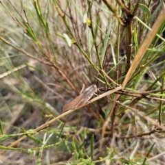 Goniaea australasiae at QPRC LGA - 11 Dec 2023 11:57 AM