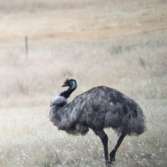 Dromaius novaehollandiae (Emu) at Sutton Grange, VIC - 11 Dec 2023 by Darcy