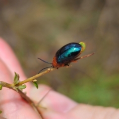 Lamprolina (genus) (Pittosporum leaf beetle) at Captains Flat, NSW - 11 Dec 2023 by Csteele4