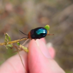 Lamprolina (genus) at QPRC LGA - 11 Dec 2023