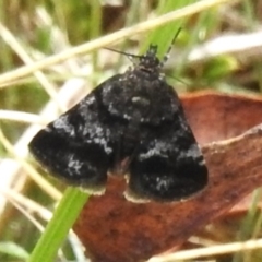 Heliothela (genus) (A P:yraloid moth (Heliotheliinae subf.)) at Namadgi National Park - 11 Dec 2023 by JohnBundock