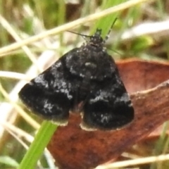 Heliothela (genus) (A P:yraloid moth (Heliotheliinae subf.)) at Paddys River, ACT - 11 Dec 2023 by JohnBundock