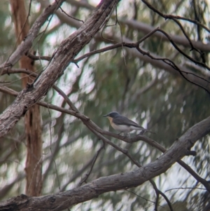 Myiagra rubecula at Heathcote, VIC - 11 Dec 2023 11:29 AM