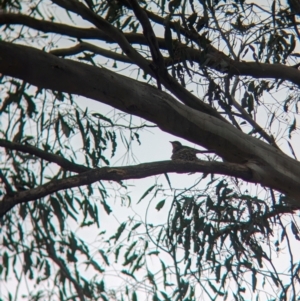 Myiagra rubecula at Heathcote, VIC - 11 Dec 2023 11:29 AM