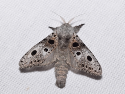 Sympycnodes dunnorum (A Wood moth (Zeuzerinae)) at QPRC LGA - 11 Dec 2023 by DianneClarke