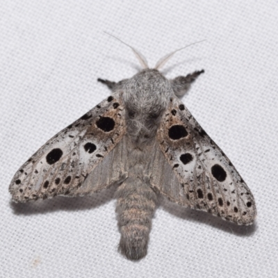 Sympycnodes dunnorum (A Wood moth (Zeuzerinae)) by DianneClarke