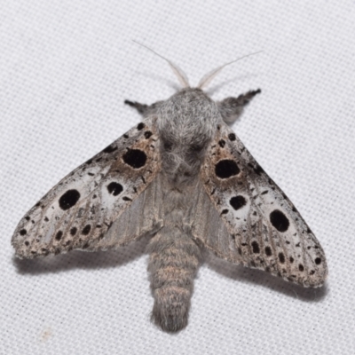 Sympycnodes dunnorum (A Wood moth (Zeuzerinae)) at Jerrabomberra, NSW - 11 Dec 2023 by DianneClarke