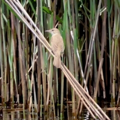 Acrocephalus australis (Australian Reed-Warbler) at Farringdon, NSW - 11 Dec 2023 by LisaH