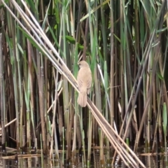 Acrocephalus australis at QPRC LGA - 11 Dec 2023