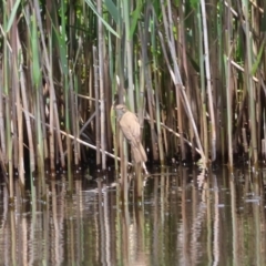 Acrocephalus australis at QPRC LGA - 11 Dec 2023