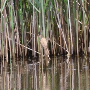 Acrocephalus australis at QPRC LGA - 11 Dec 2023