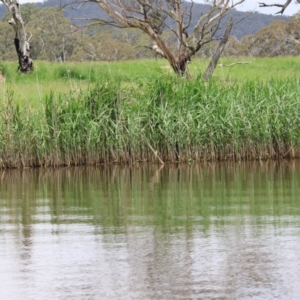 Acrocephalus australis at QPRC LGA - 11 Dec 2023