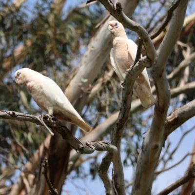 Cacatua sanguinea (Little Corella) at QPRC LGA - 11 Dec 2023 by LisaH