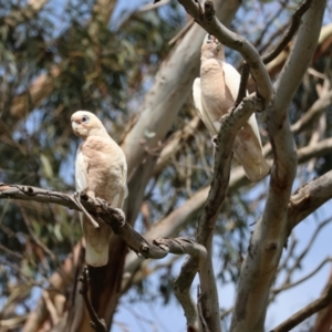 Cacatua sanguinea at QPRC LGA - 11 Dec 2023