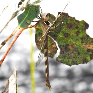 Telephlebia brevicauda at Namadgi National Park - 11 Dec 2023