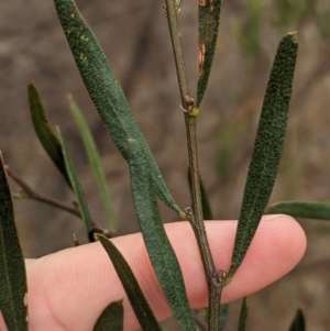 Acacia ausfeldii at Heathcote, VIC - 11 Dec 2023 11:36 AM