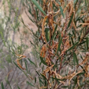 Acacia ausfeldii at Heathcote, VIC - 11 Dec 2023