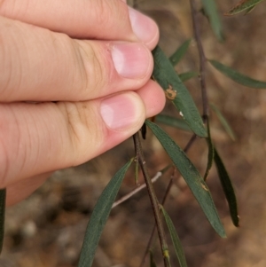 Acacia ausfeldii at Heathcote, VIC - 11 Dec 2023 11:36 AM