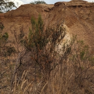 Acacia ausfeldii at Heathcote, VIC - 11 Dec 2023 11:36 AM