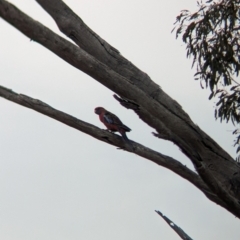 Platycercus elegans (Crimson Rosella) at Heathcote, VIC - 11 Dec 2023 by Darcy