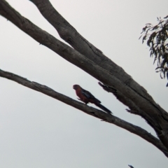 Platycercus elegans at Heathcote, VIC - 11 Dec 2023