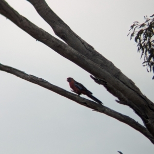 Platycercus elegans at Heathcote, VIC - 11 Dec 2023