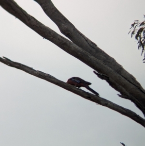 Platycercus elegans at Heathcote, VIC - 11 Dec 2023