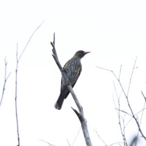 Oriolus sagittatus at Wingecarribee Local Government Area - suppressed