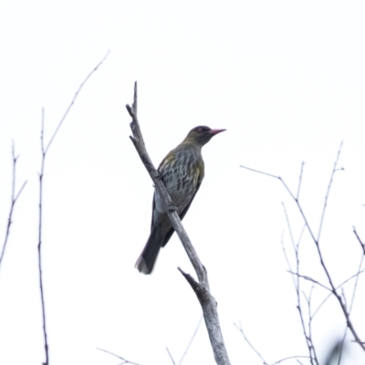 Oriolus sagittatus (Olive-backed Oriole) at Penrose, NSW - 11 Dec 2023 by Aussiegall