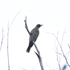 Oriolus sagittatus (Olive-backed Oriole) at Penrose - 11 Dec 2023 by Aussiegall