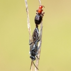 Thynninae (subfamily) (Smooth flower wasp) at Penrose - 10 Dec 2023 by Aussiegall