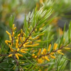 Persoonia linearis (Narrow-leaved Geebung) at Wingecarribee Local Government Area - 10 Dec 2023 by Aussiegall